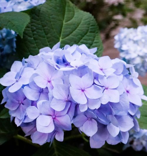 哪种花的寓意最浪漫？浪漫花语的花有哪些？