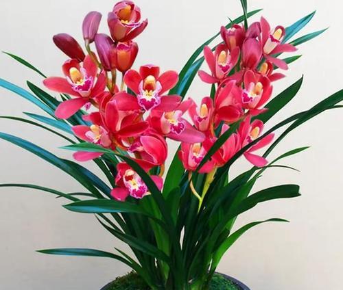 象征春节的花有哪些？