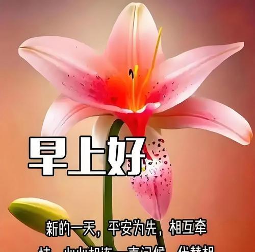 哪些花寓意对老人的美好祝福？