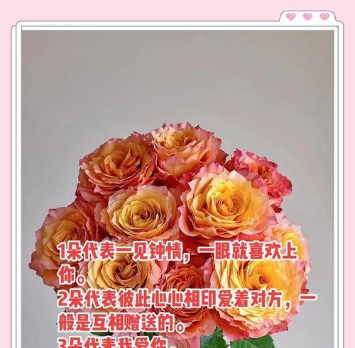 五朵粉色玫瑰花代表什么？它的寓意有哪些？