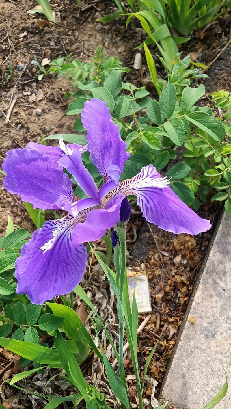 哪种花象征着爱情的苦涩？
