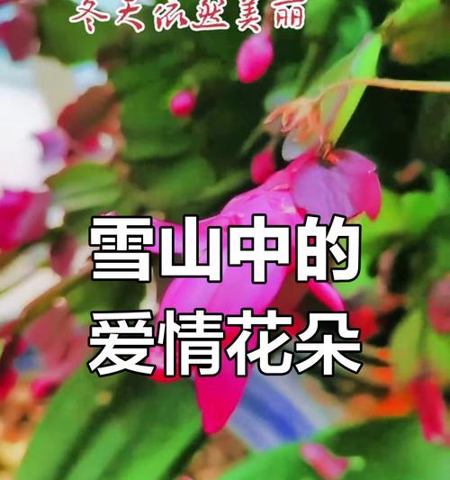 哪种花象征着爱情的苦涩？