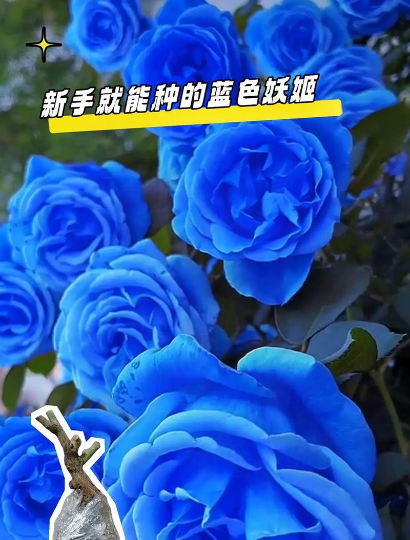 冰蓝色花的寓意是什么？哪种花是冰蓝色的？