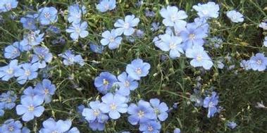 冰蓝色花的寓意是什么？哪种花是冰蓝色的？