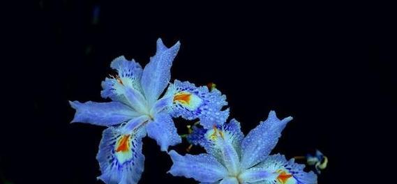 冰蓝色花的寓意是什么？哪种花是冰蓝色的？