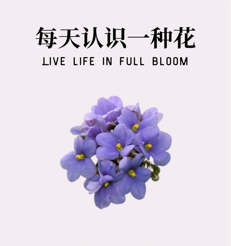 可以种植象征爱情的花有哪些？它们的花语是什么？