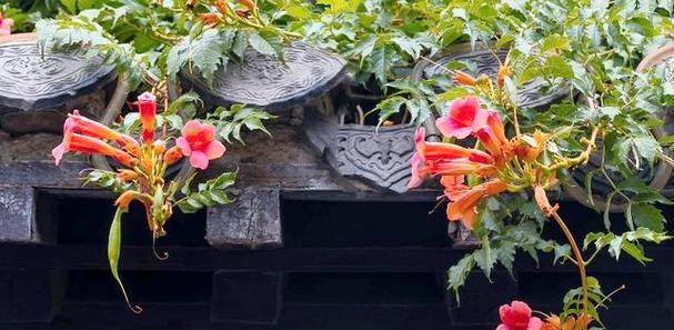 哪种花寓意着坚韧和成功？成功花的象征意义是什么？
