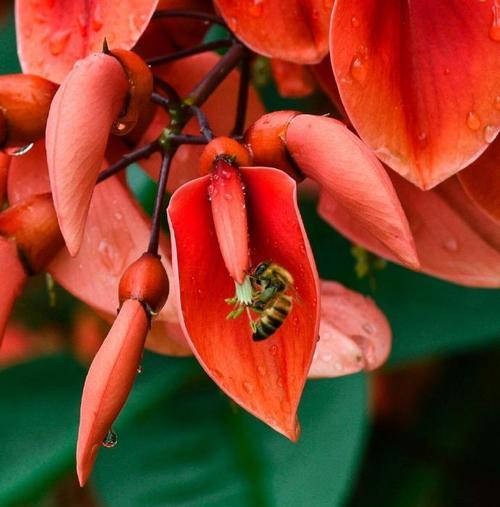 哪种花寓意着坚韧和成功？成功花的象征意义是什么？