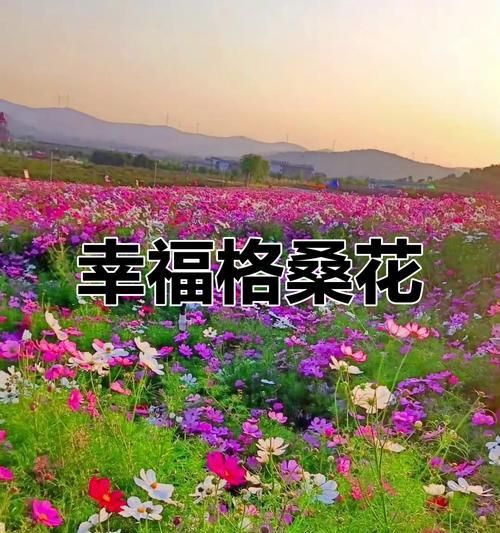哪种花象征着国庆节？