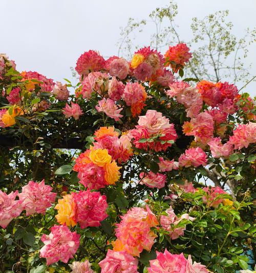 不同颜色的花都有哪些含义和意义？