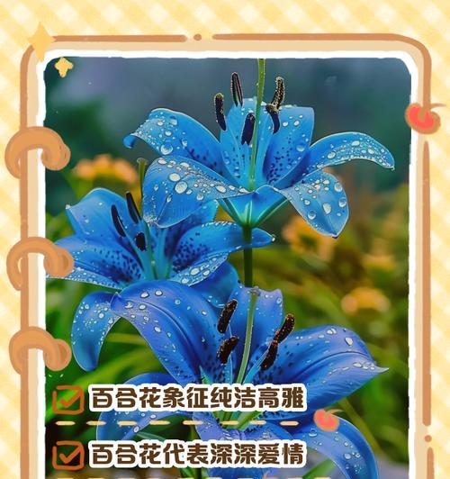 不同颜色的花都有哪些含义和意义？