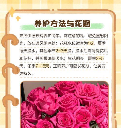 红色玫瑰花送给妈妈有何寓意？它的花语是什么？