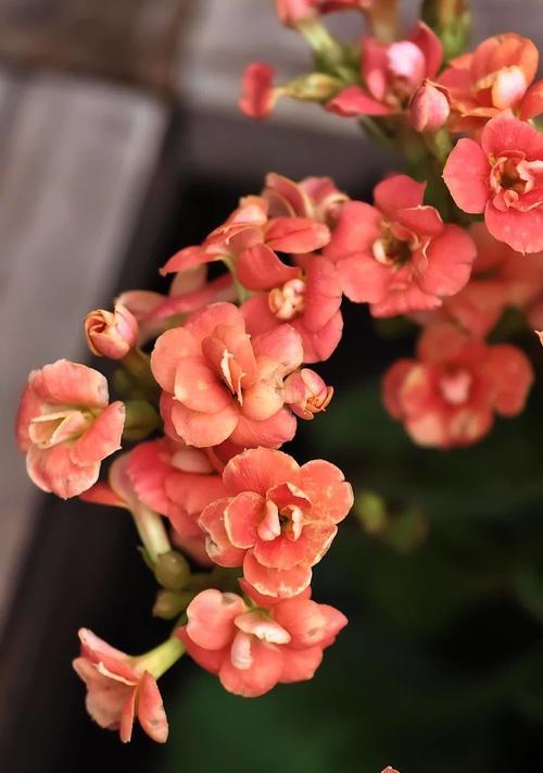 长寿花的花语是什么？长寿花象征着什么？