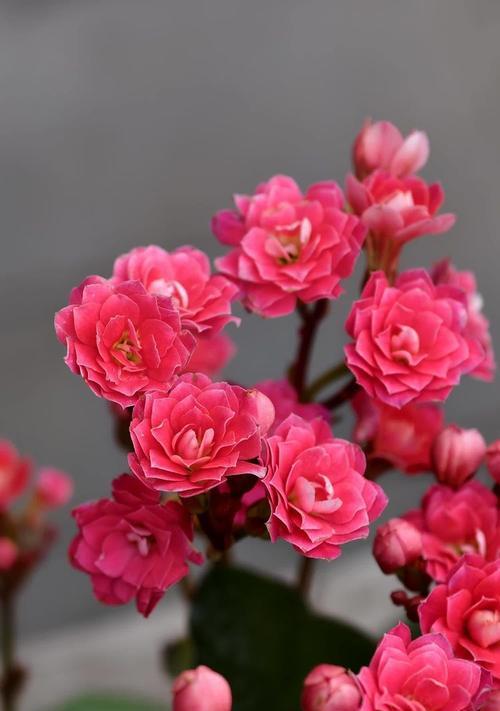 长寿花的花语是什么？长寿花象征着什么？