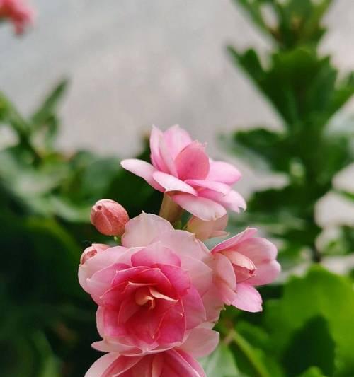 长寿花的花语是什么？长寿花象征着什么？