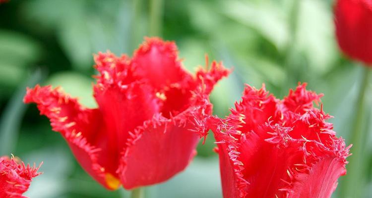 红色流苏花象征什么？红色流苏花的寓意是什么？