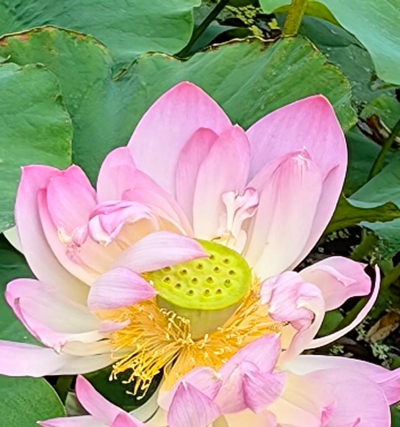 妃色花的花语是什么？如何理解妃色花的寓意？