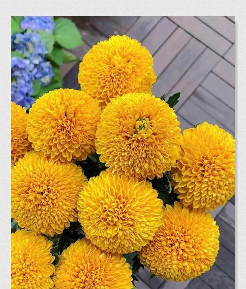 哪种花象征幸福和圆满？幸福圆满花语有哪些？