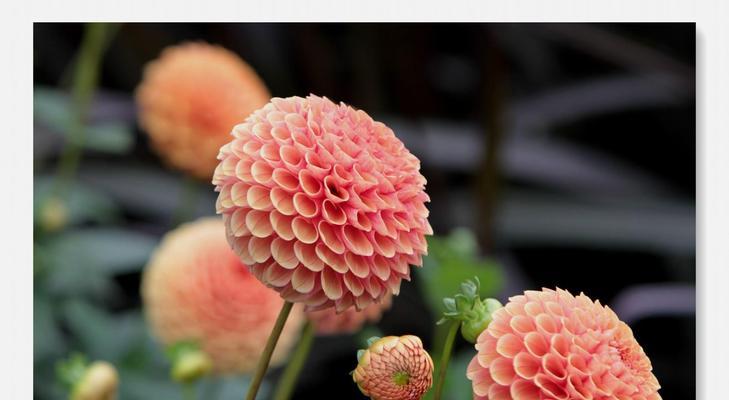 哪种花象征幸福和圆满？幸福圆满花语有哪些？