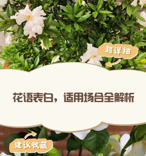 情人节花语如何保存？保存花语的正确方法是什么？