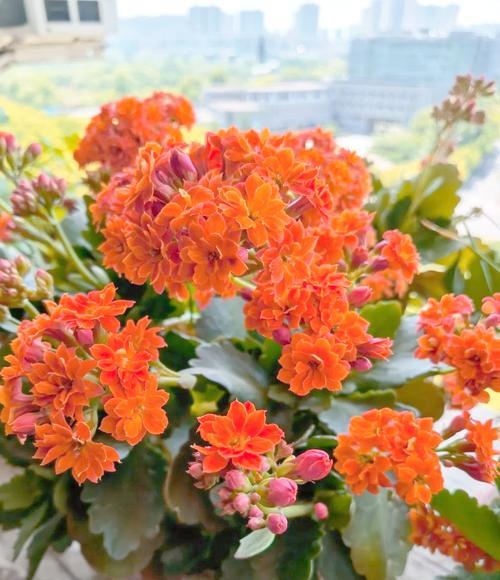 送儿子的长寿花寓意是什么？选择哪种花卉代表对儿子的祝福？