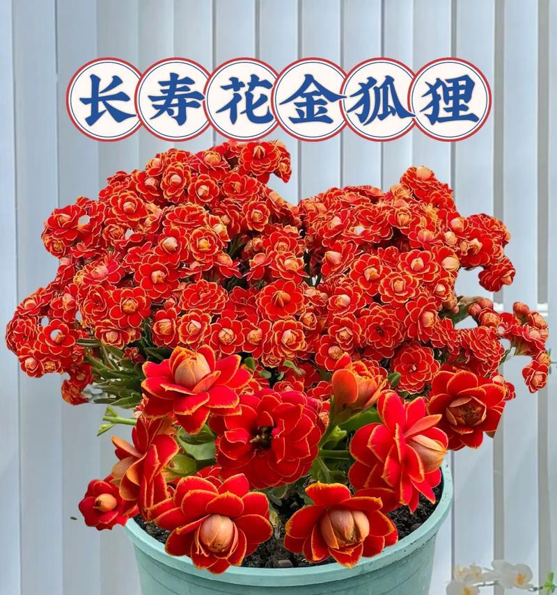 送儿子的长寿花寓意是什么？选择哪种花卉代表对儿子的祝福？