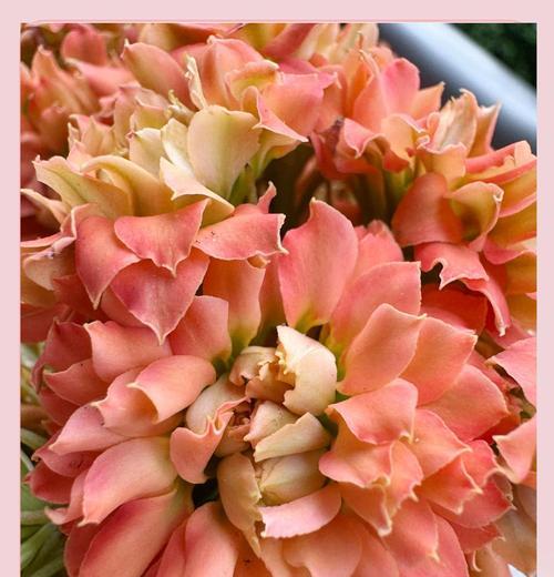 橘色花的花语是什么？橘色花代表了哪些意义？