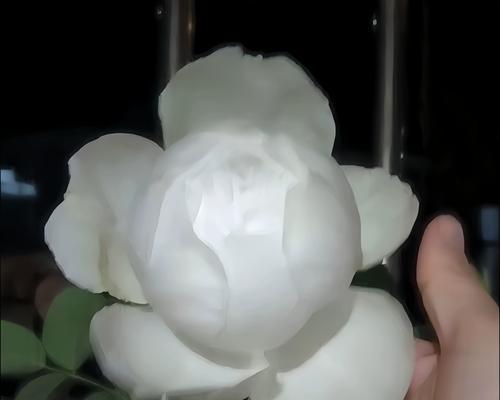 白色花朵在婚礼中象征着什么？