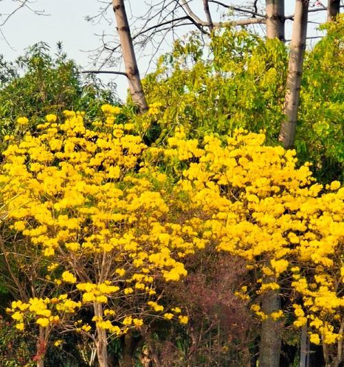 黄色风铃花的花语是什么？它们象征着什么？