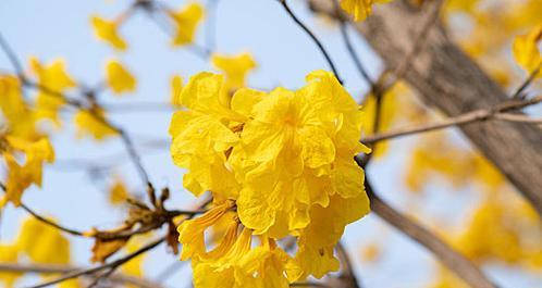 黄色风铃花的花语是什么？它们象征着什么？