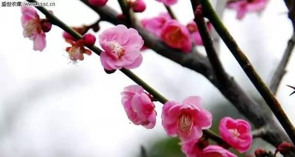 花未明在爱情中代表什么？花未明的寓意是什么？
