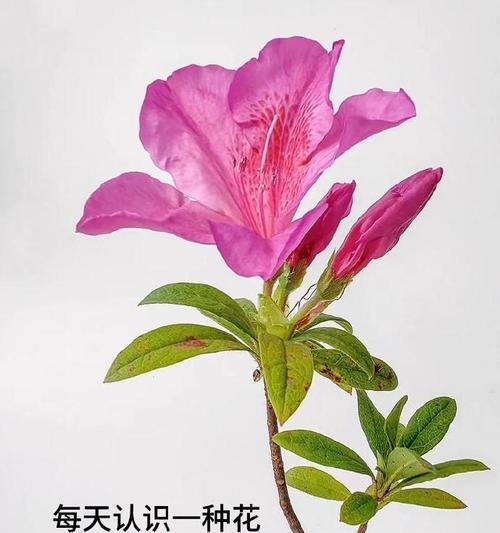 杜娟花颜色的寓意是什么？杜娟花有哪些颜色？