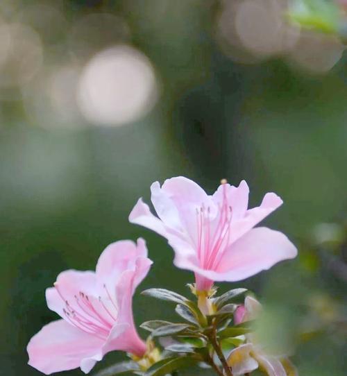 杜娟花颜色的寓意是什么？杜娟花有哪些颜色？