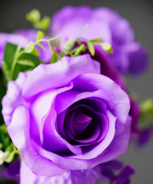粉紫色的花的含义是什么？粉紫色花语有哪些？