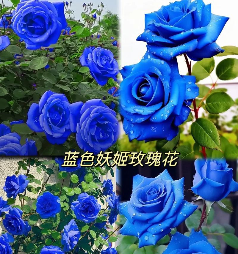 蓝色玫瑰花代表什么？送两朵有何特殊含义？