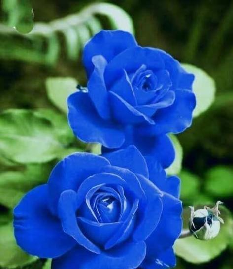 蓝色玫瑰花代表什么？送两朵有何特殊含义？