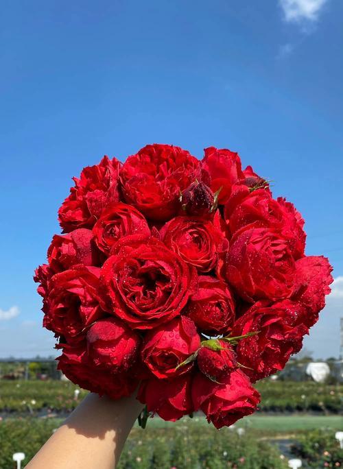 情人节织玫瑰花的寓意是什么？