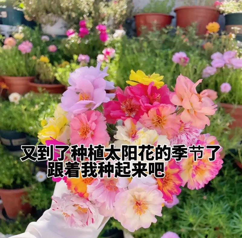 有哪些花的花语寓意快乐？快乐花语的花有哪些？