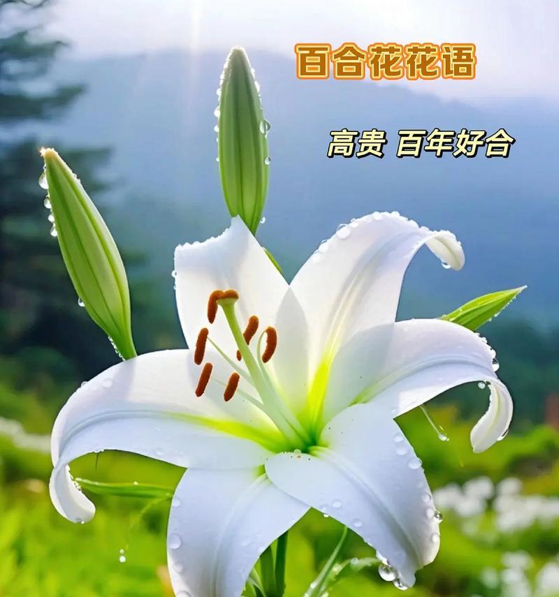 有哪些花的花语寓意快乐？快乐花语的花有哪些？