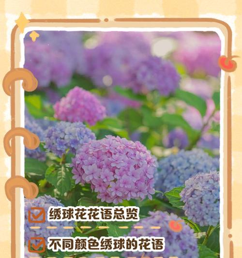 有哪些花的花语寓意快乐？快乐花语的花有哪些？