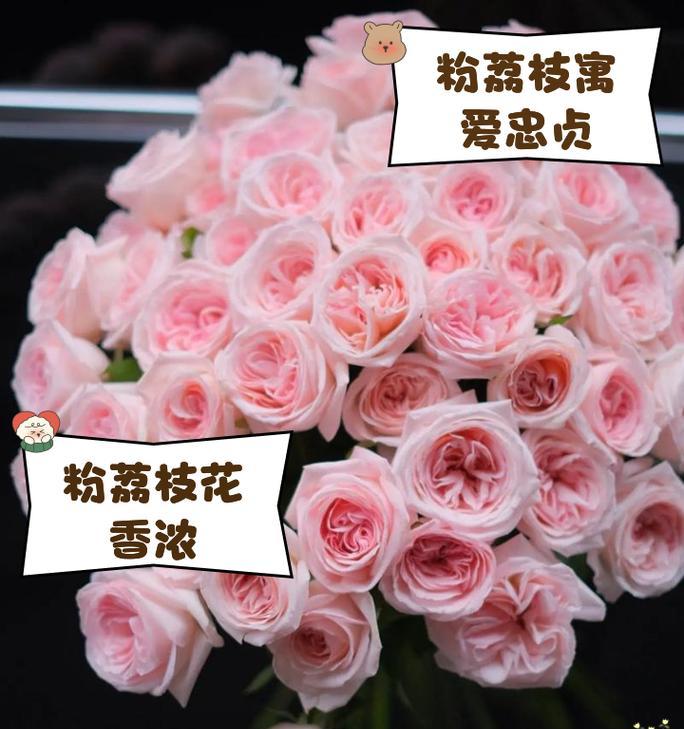 粉色昙花的花语是什么？粉色昙花的寓意有哪些？