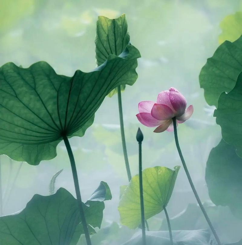 青色的花有哪些好的寓意？青色代表了什么意义的花？
