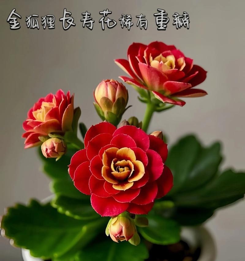 银杏和长寿花各自寓意什么？