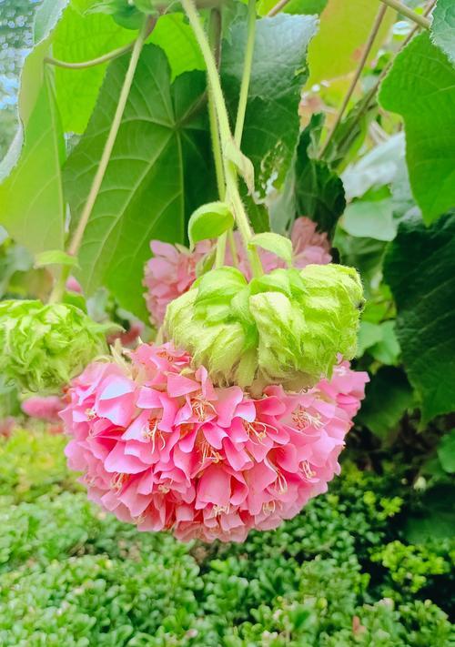 深色花卉代表什么含义？深色系花朵的象征意义是什么？