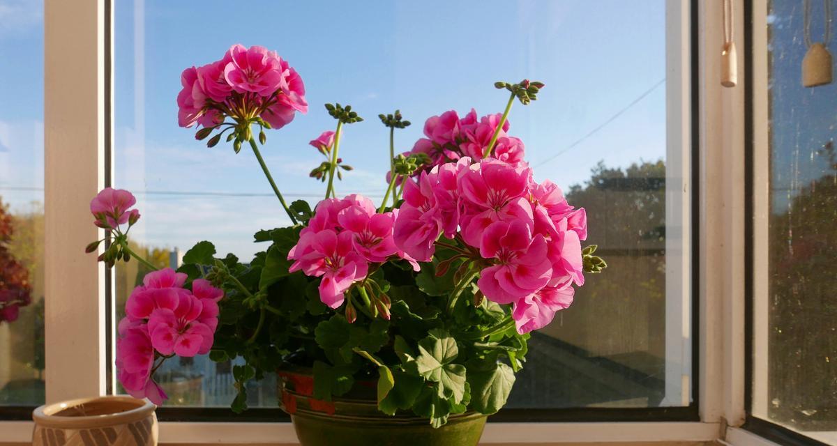 北归老人拜芙蓉花有何寓意？芙蓉花象征着什么？