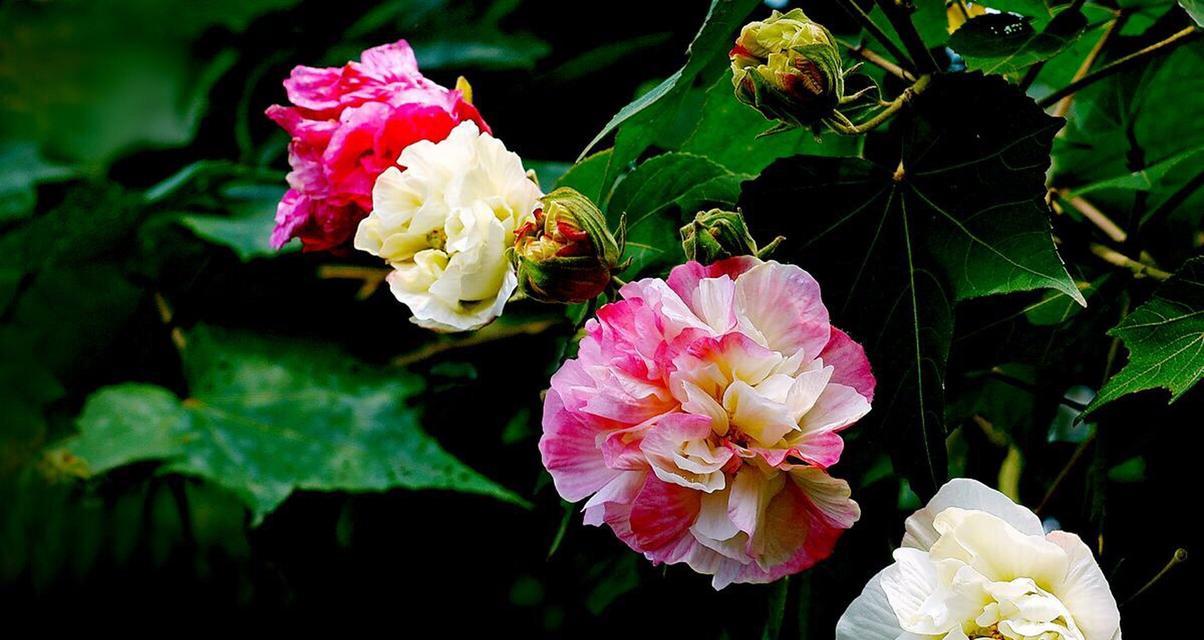 北归老人拜芙蓉花有何寓意？芙蓉花象征着什么？