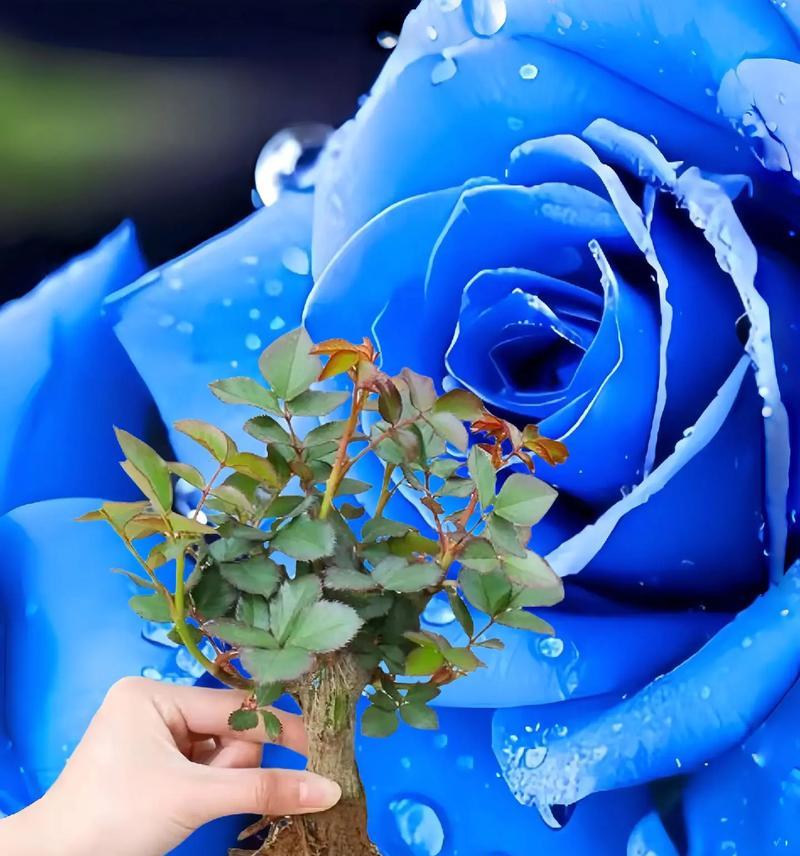 相逢时节应该送什么花？哪种花代表相逢的寓意？