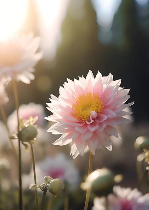 哪些花代表着暗恋的爱情？它们的花语有哪些？