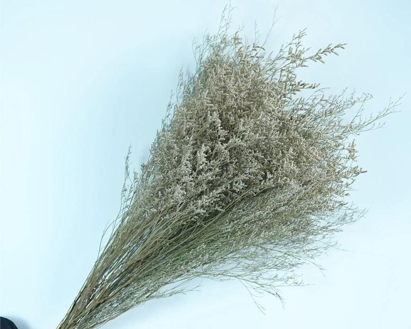哪些花代表着暗恋的爱情？它们的花语有哪些？