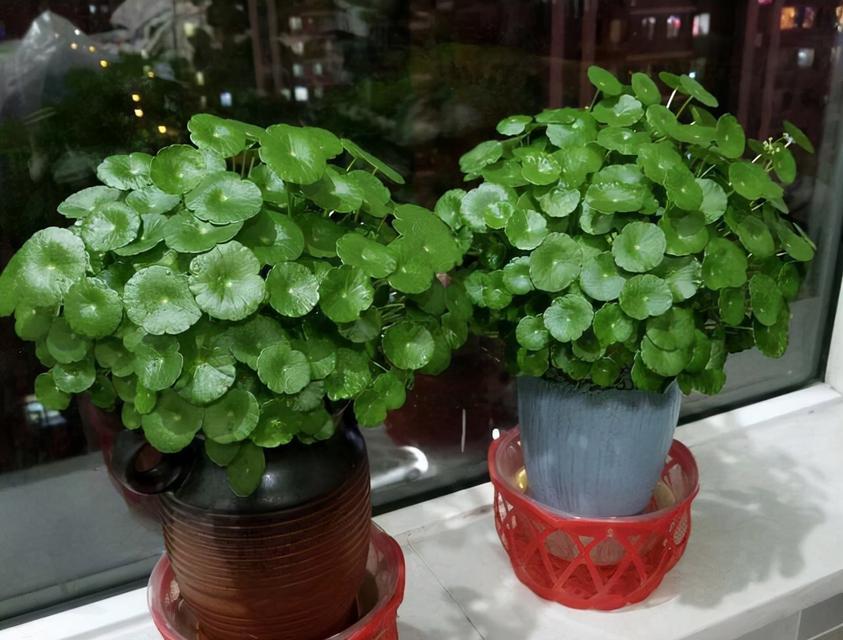 有没有寓意健康的花？